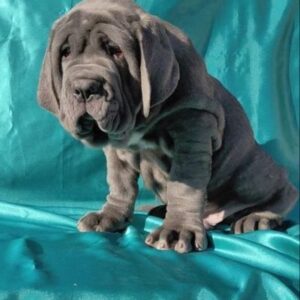 Neapolitan Mastiff Puppy
