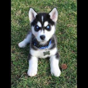 Siberian Husky Puppy