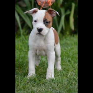 American Staffordshire Terrier Puppy