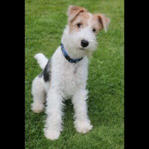 Wire Fox Terrier Puppy