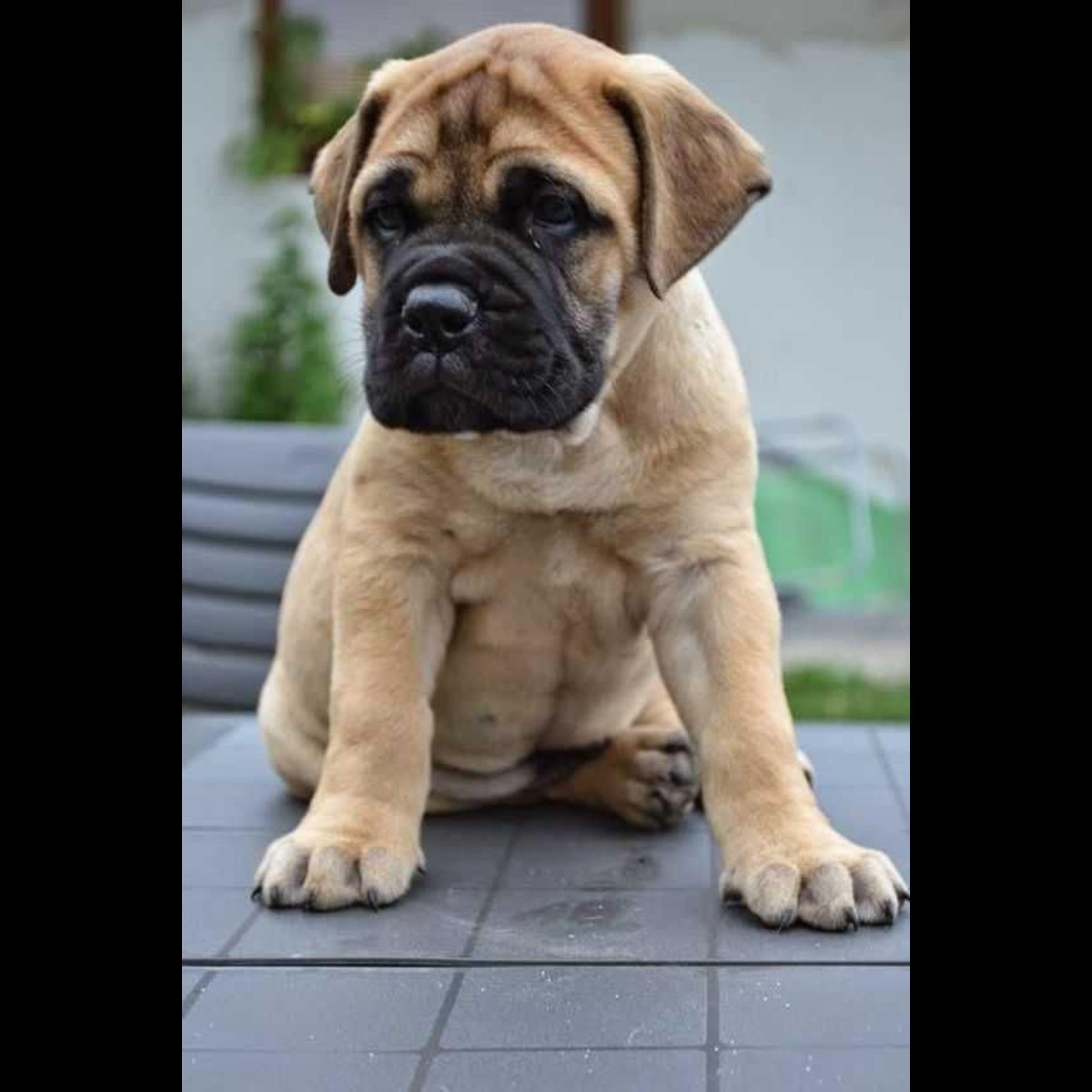 BullMastiff Puppy