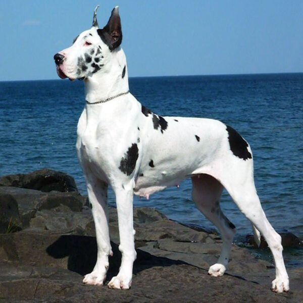 Great Dane Puppy