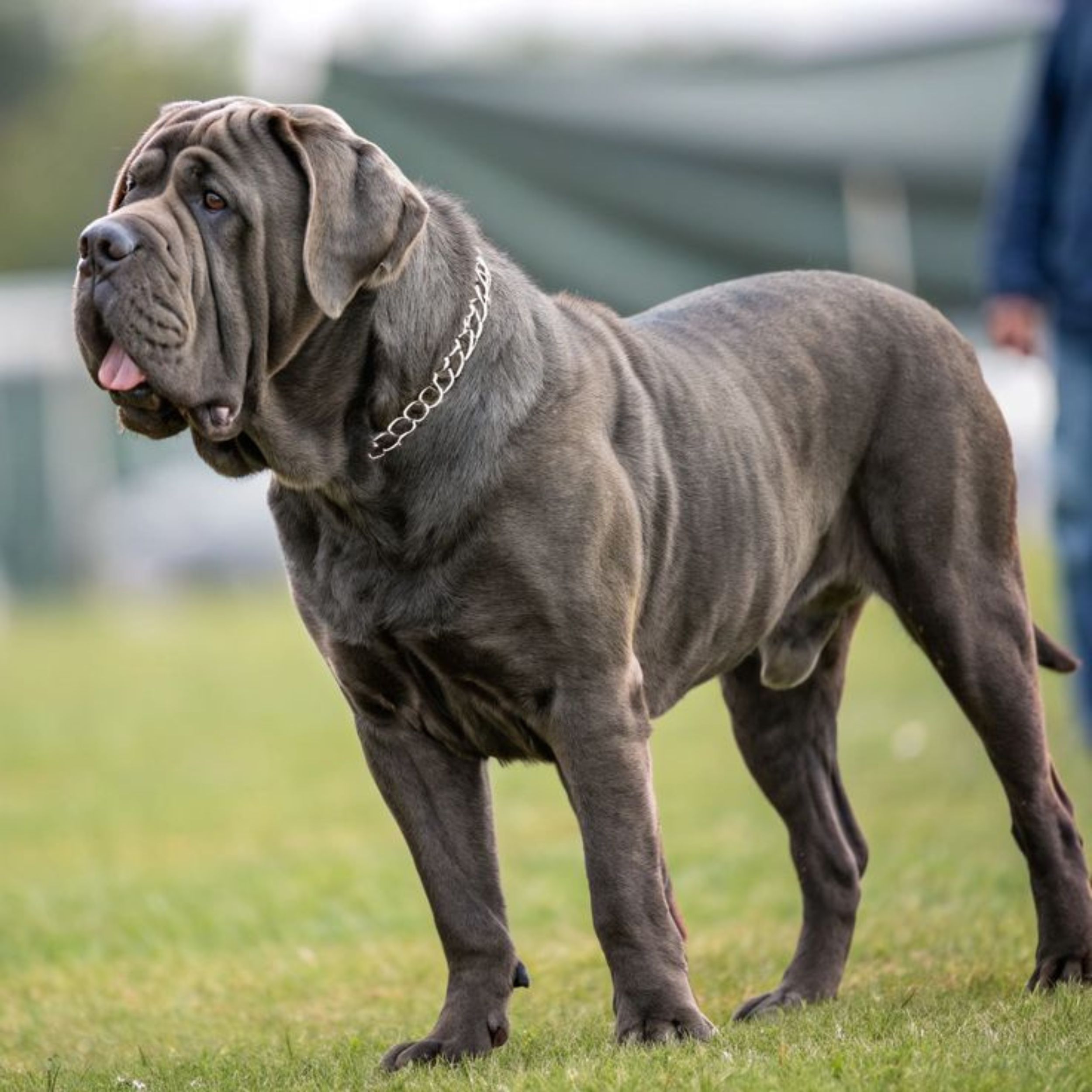 Neapolitan Mastiff Puppy