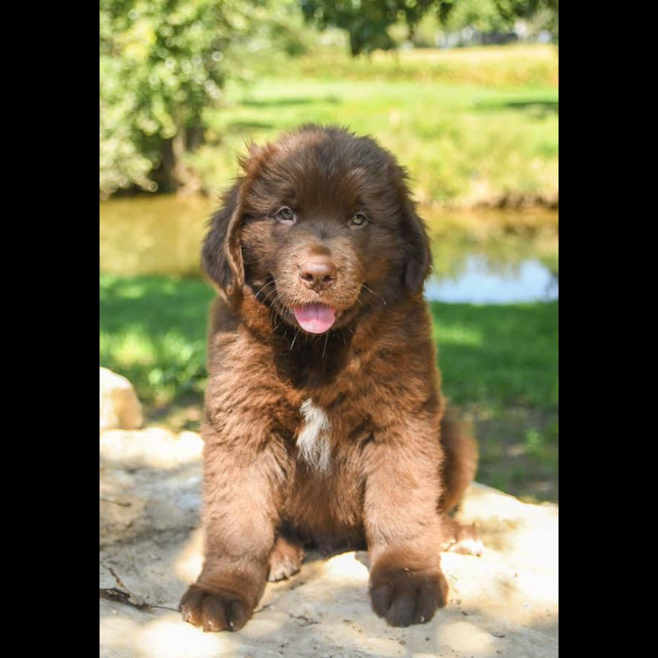 Newfoundland Puppy