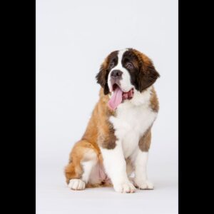 Saint Bernard Puppy