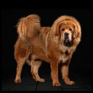 Tibetan Mastiff Puppy