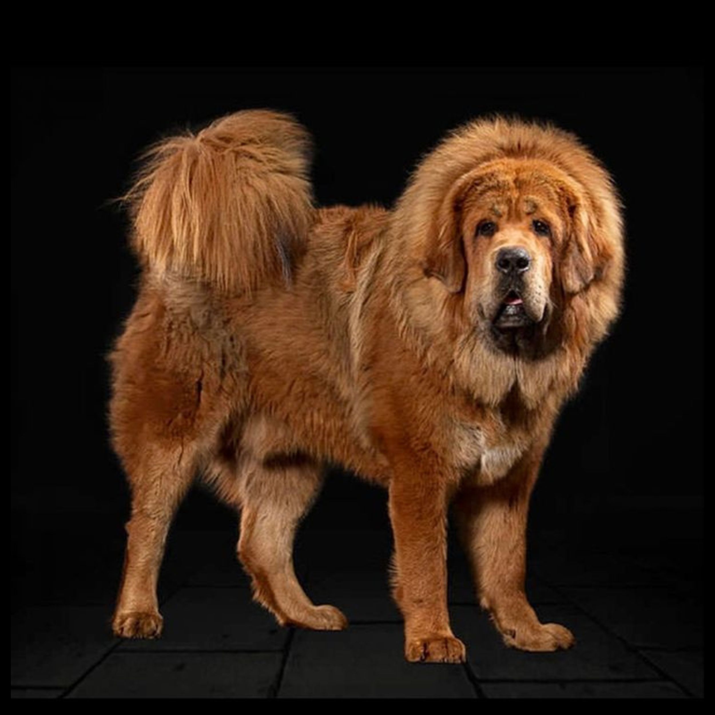 Tibetan Mastiff Puppy