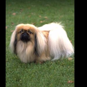 Pekingnese Puppy