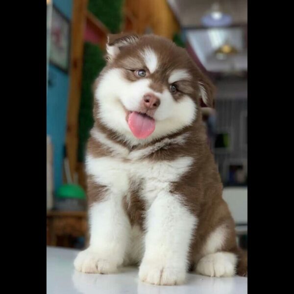 Alaskan Malamute Puppy