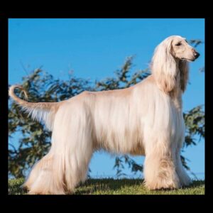 Afghan Hound Puppy