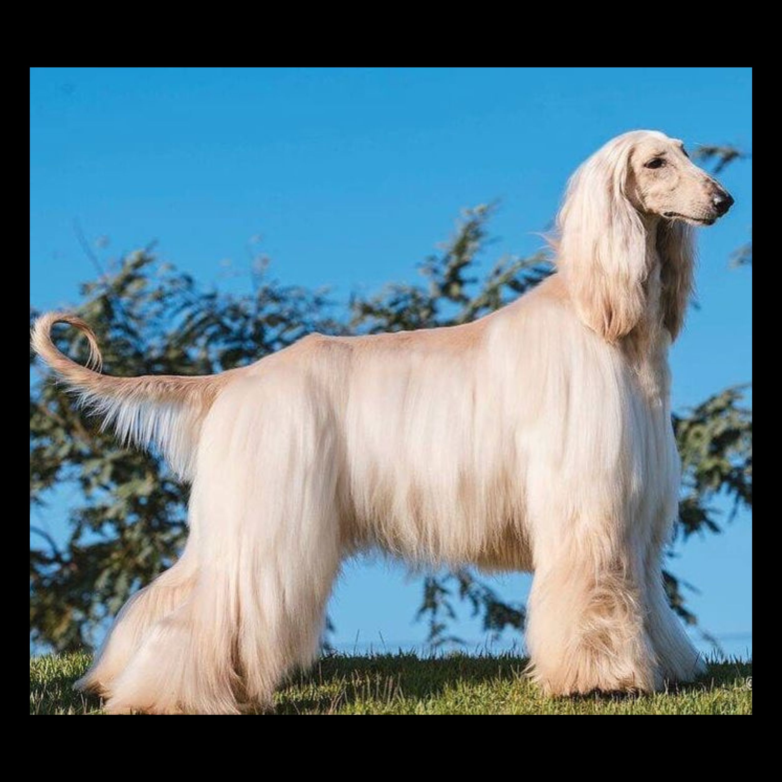 Afghan Hound Puppy