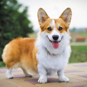 Cardigan Welsh Puppy