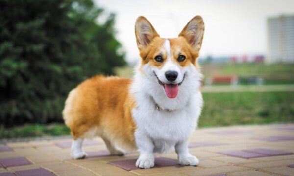 Cardigan Welsh Puppy