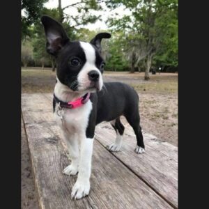 Boston Terrier Puppy